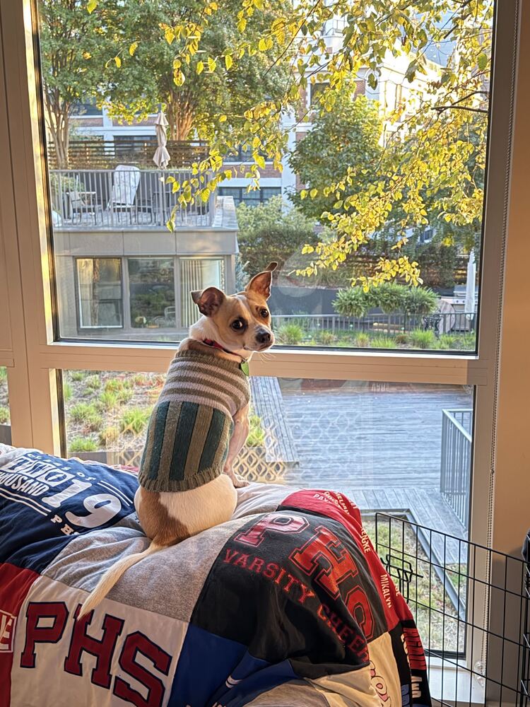 Hector, photo 3