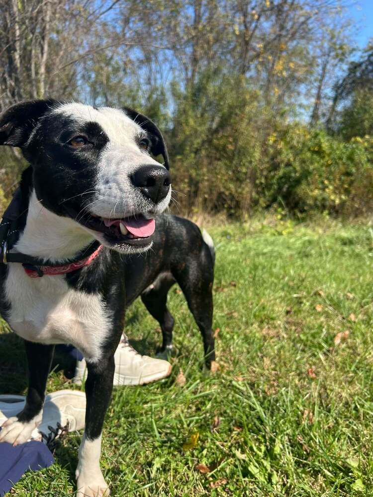 Stassi - Terrier
