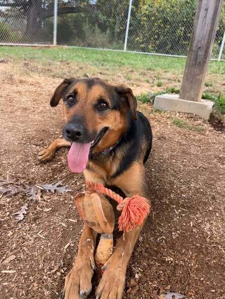 Demi - German Shepherd Dog
