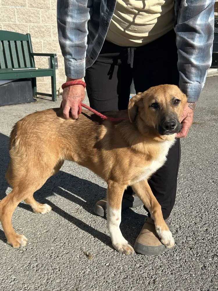 Paisley - Shepherd