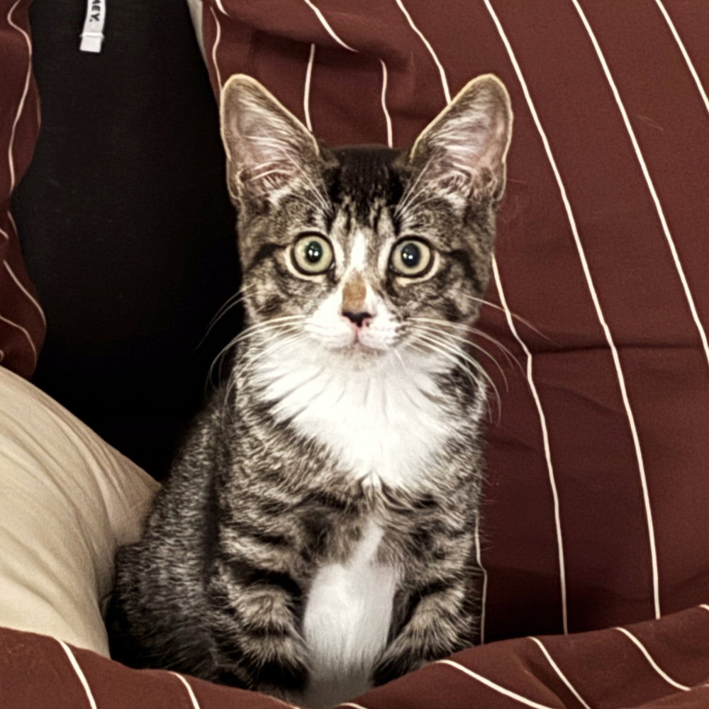 Jasper