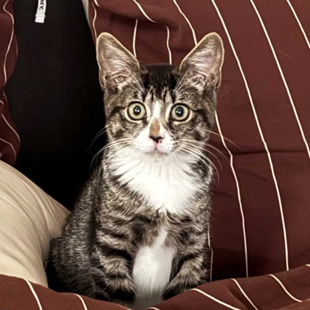 Jasper - Domestic Short Hair