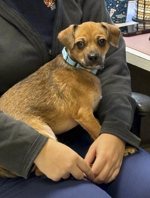 Leo, a Chihuahua / Smooth Fox Terrier / Mixed dog for adoption in Silver Spring, MD, photo 1 of 4