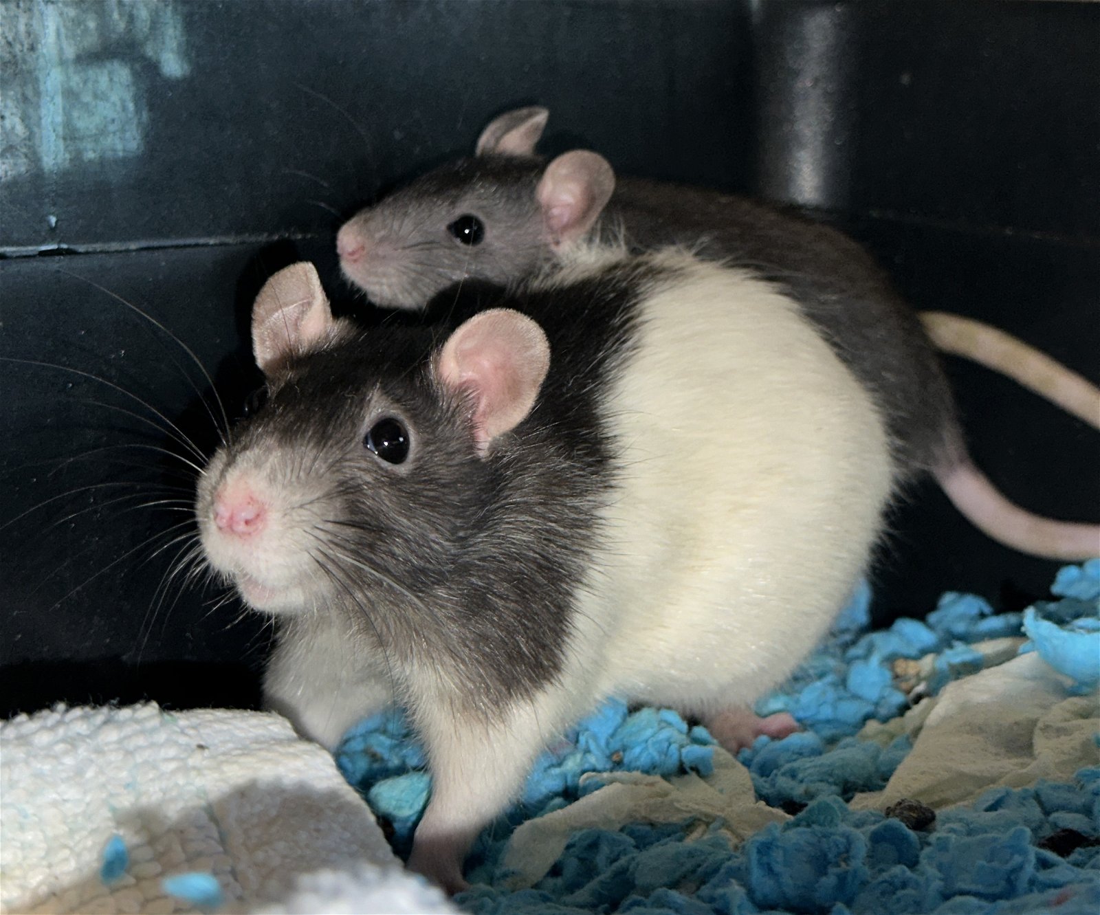 adoptable Rat in Everett, WA named Skittles