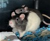 adoptable Rat in everett, WA named Skittles