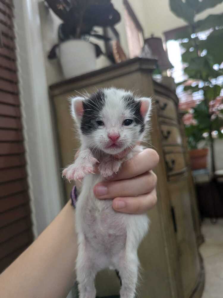 adoptable Cat in Fort Lauderdale, FL named Jax