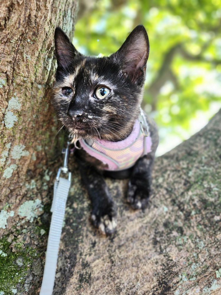 adoptable Cat in Fort Lauderdale, FL named Artemis