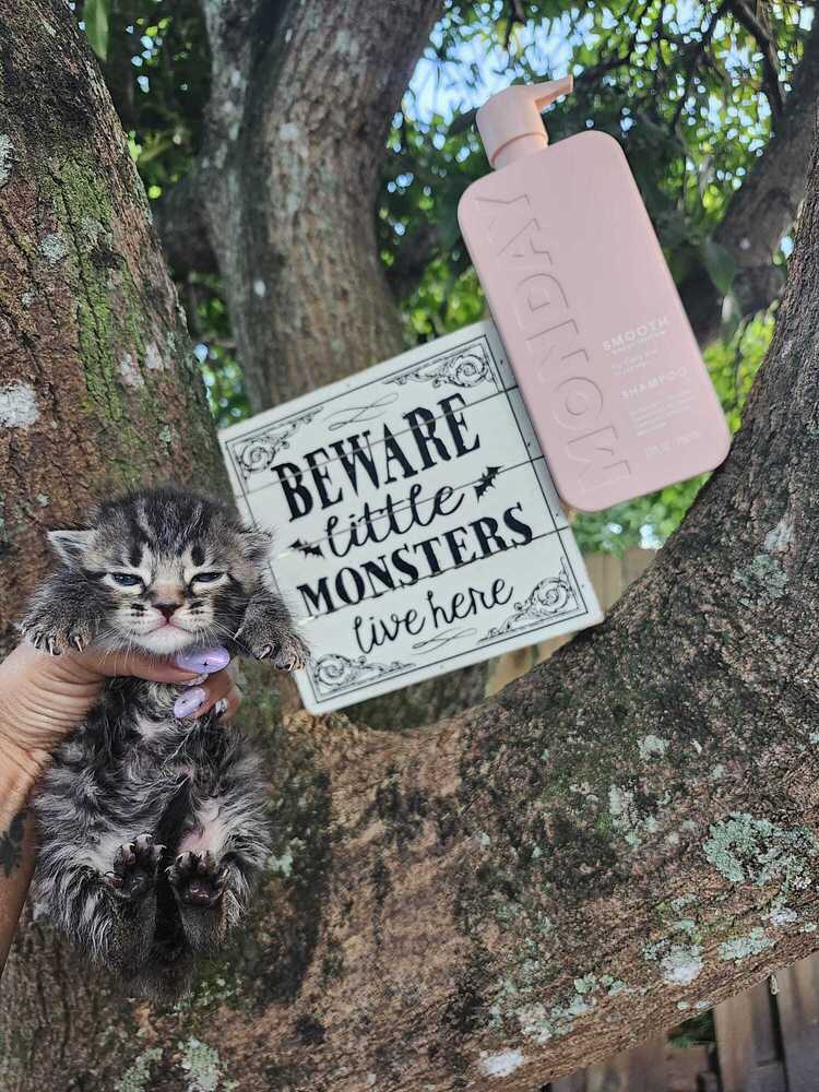 adoptable Cat in Fort Lauderdale, FL named Shampoo