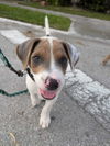 adoptable Dog in , FL named Tom