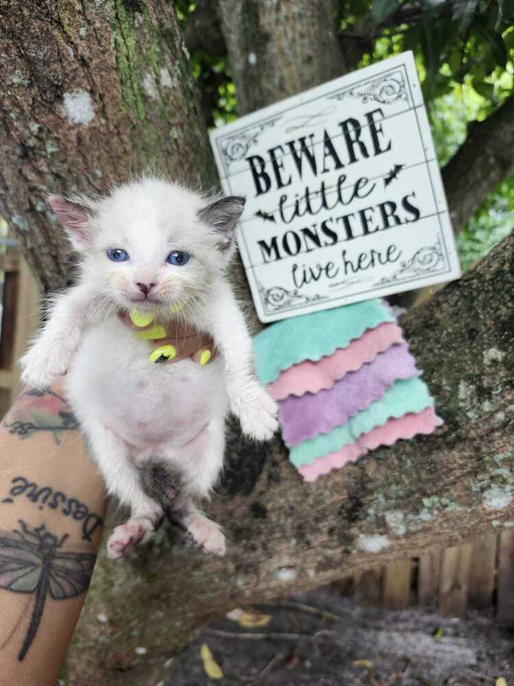 adoptable Cat in Fort Lauderdale, FL named Tissue