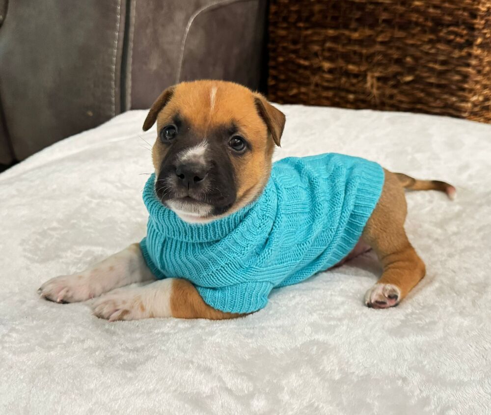 adoptable Dog in Fort Lauderdale, FL named Bocelli