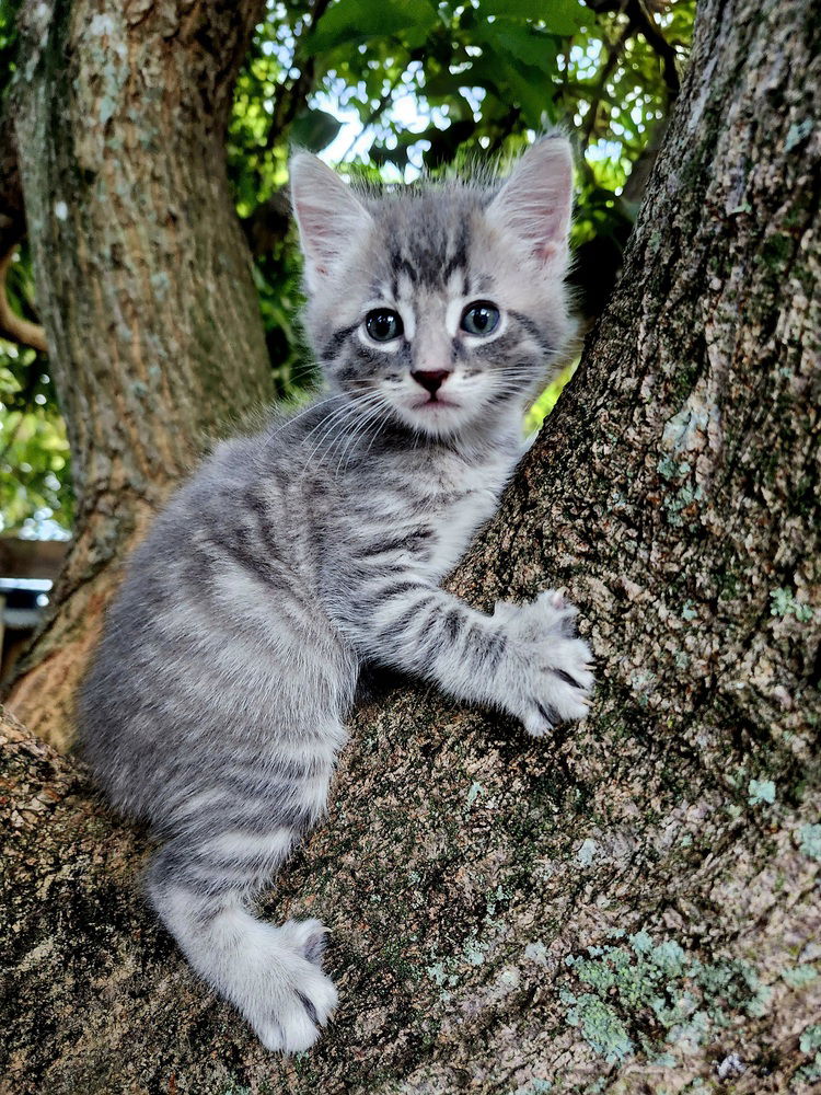 adoptable Cat in Fort Lauderdale, FL named Noor