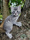 adoptable Cat in  named Noor