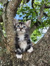 adoptable Cat in  named Mimi