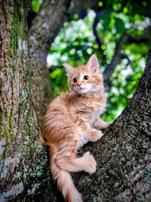 picture of the cat needing adoption