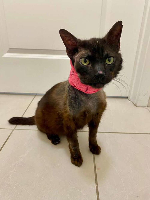 Tomatillo, Domestic Short Hair, cat for adoption in Miami Beach, Florida