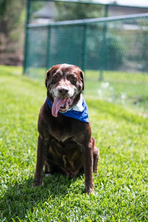 picture of the dog needing adoption