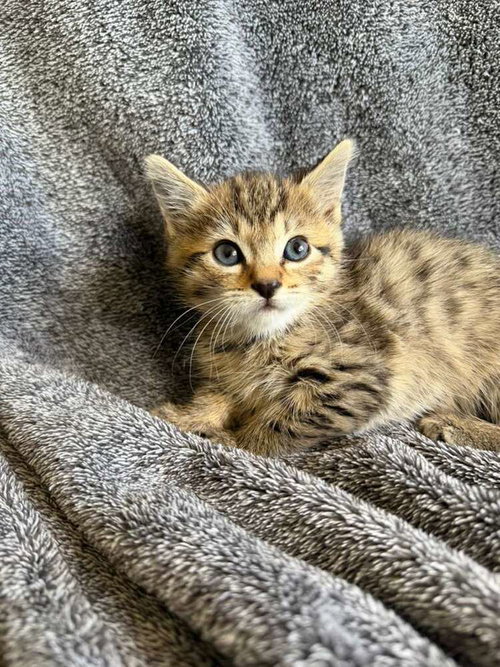 Benji, Domestic Short Hair, cat for adoption in Miami Beach, Florida