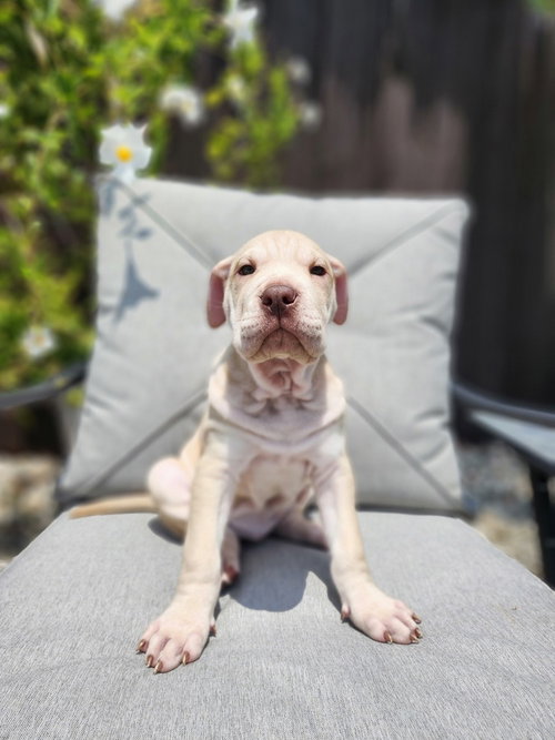 Rey Skywalker, an adoptable Shar Pei in Oakland Park , FL