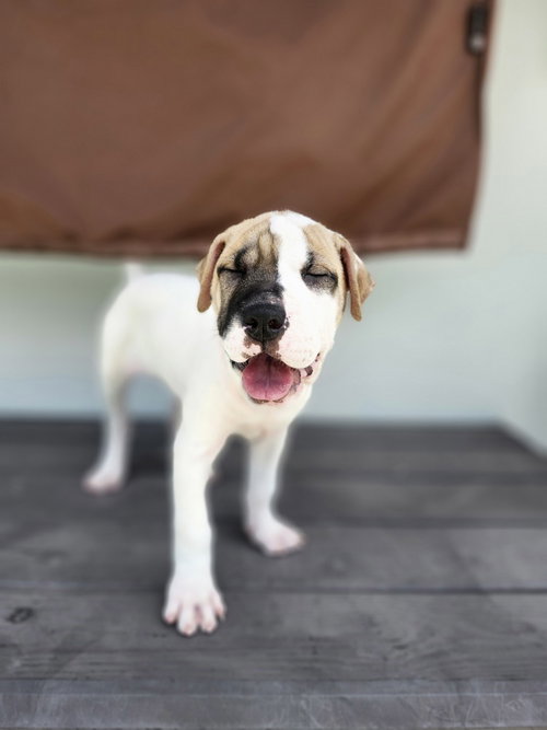Ahsoka Tano, an adoptable Shar Pei in Oakland Park , FL