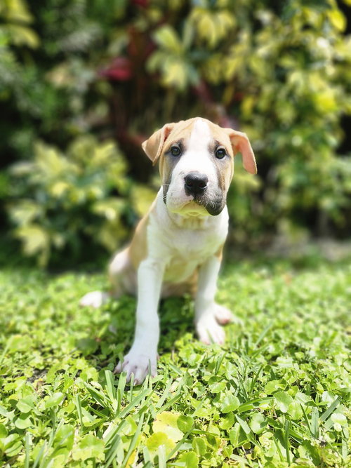 Leia Organa, an adoptable Shar Pei in Oakland Park , FL