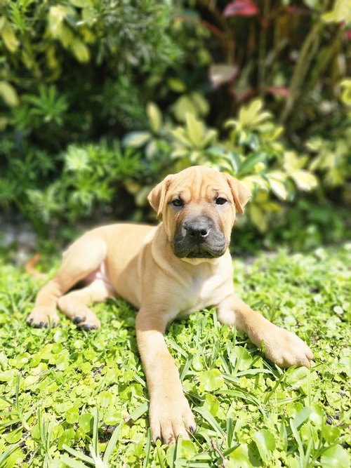 Sabine Wren, an adoptable Shar Pei in Oakland Park , FL
