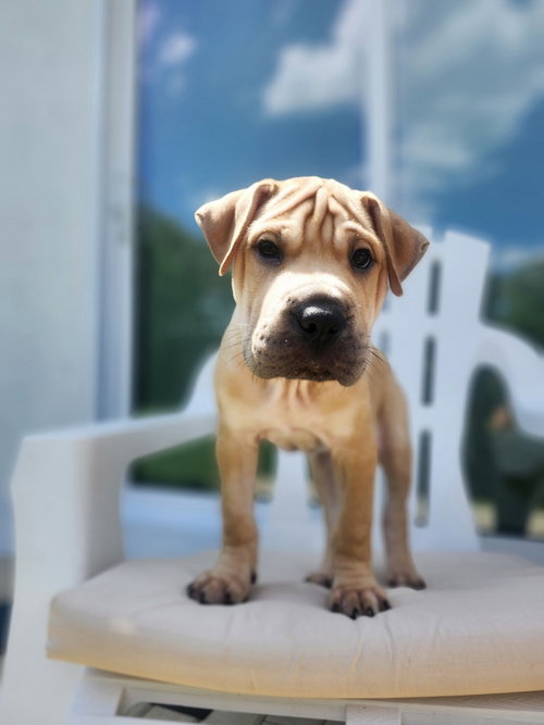 Luke Skywalker, an adoptable Shar Pei in Oakland Park , FL