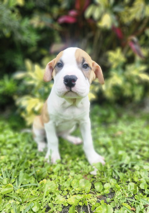 Padme Amidala, an adoptable Shar Pei in Oakland Park , FL