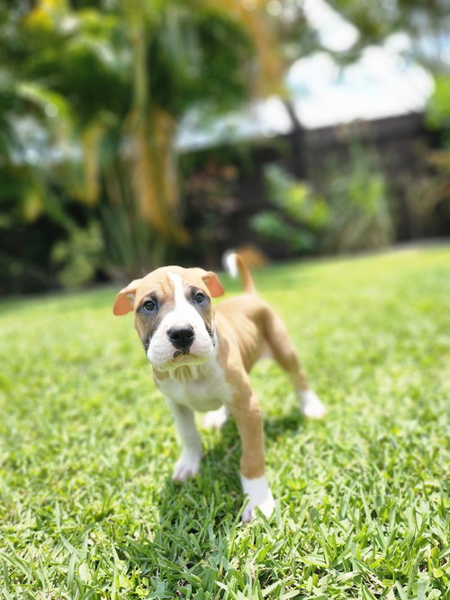 Anakin Skywalker, an adoptable Shar Pei in Oakland Park , FL