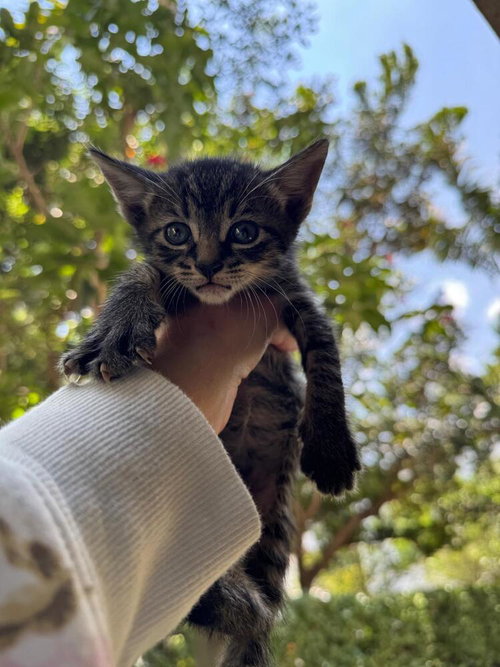 Indigo, an adoptable Domestic Short Hair in Oakland Park , FL
