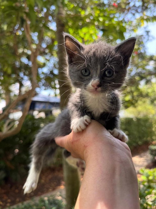 Lavender, an adoptable Domestic Short Hair in Oakland Park , FL