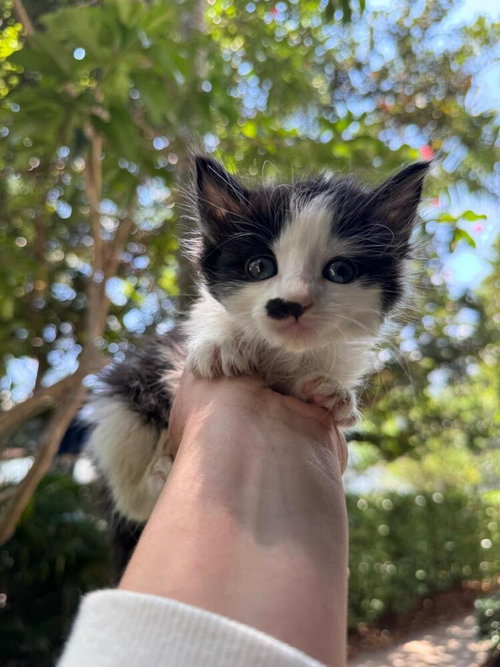 Violet, an adoptable Domestic Long Hair in Oakland Park , FL