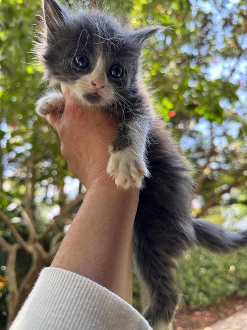Amethyst, an adoptable Domestic Long Hair in Oakland Park , FL