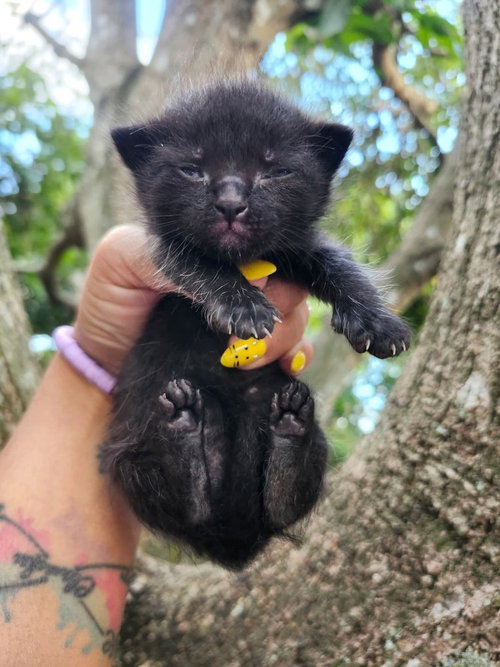 Dusty, an adoptable Domestic Short Hair in Oakland Park , FL