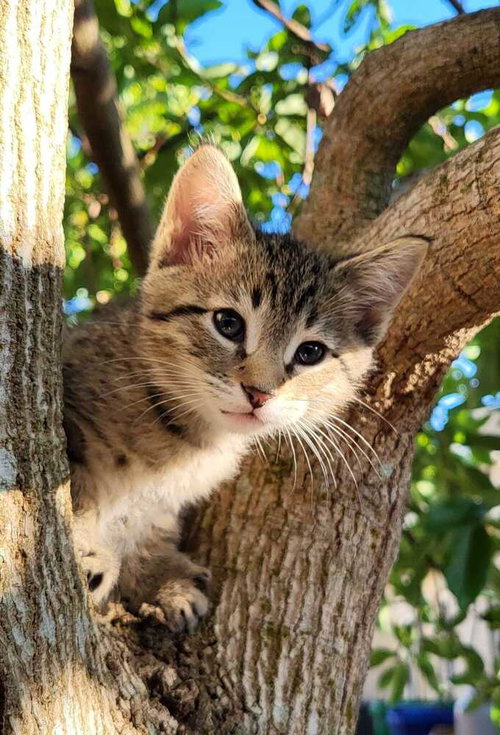 Ottie, an adoptable Domestic Short Hair in Oakland Park , FL