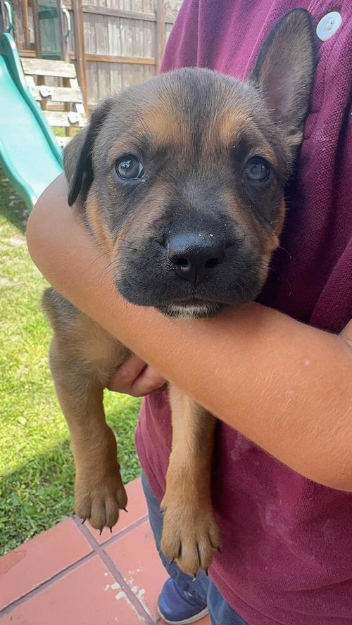 Scout, an adoptable Terrier in Oakland Park , FL