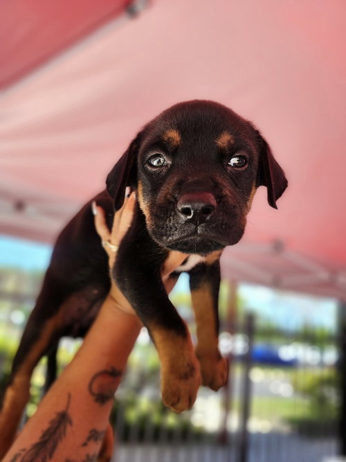 Liberty, an adoptable Terrier in Oakland Park , FL