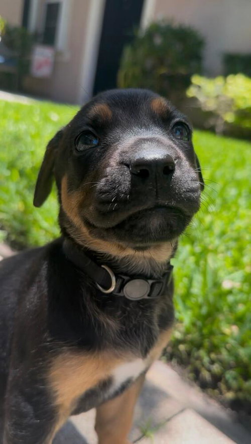Penny Skye, an adoptable Terrier in Oakland Park , FL