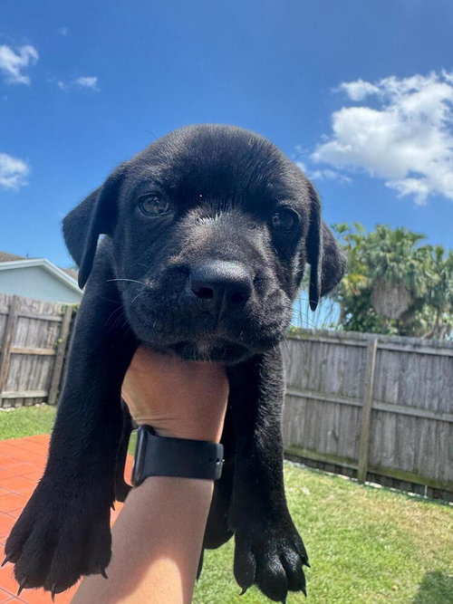 Dixie, an adoptable Terrier in Oakland Park , FL