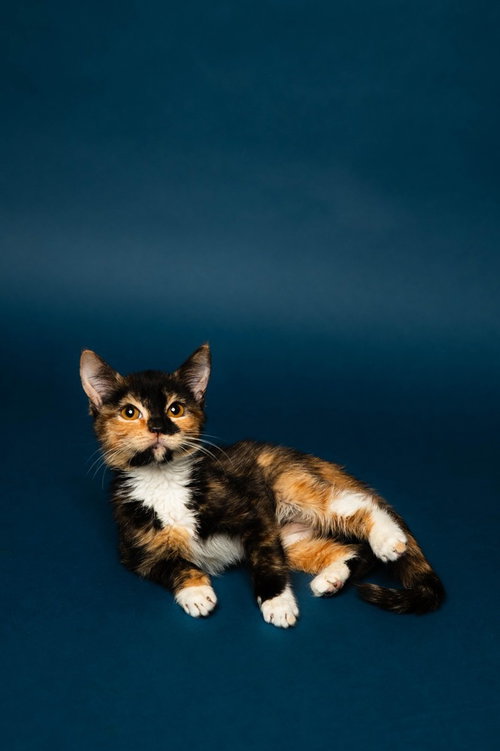 Roo, a cat for adoption from The Milk Drunk Foundation