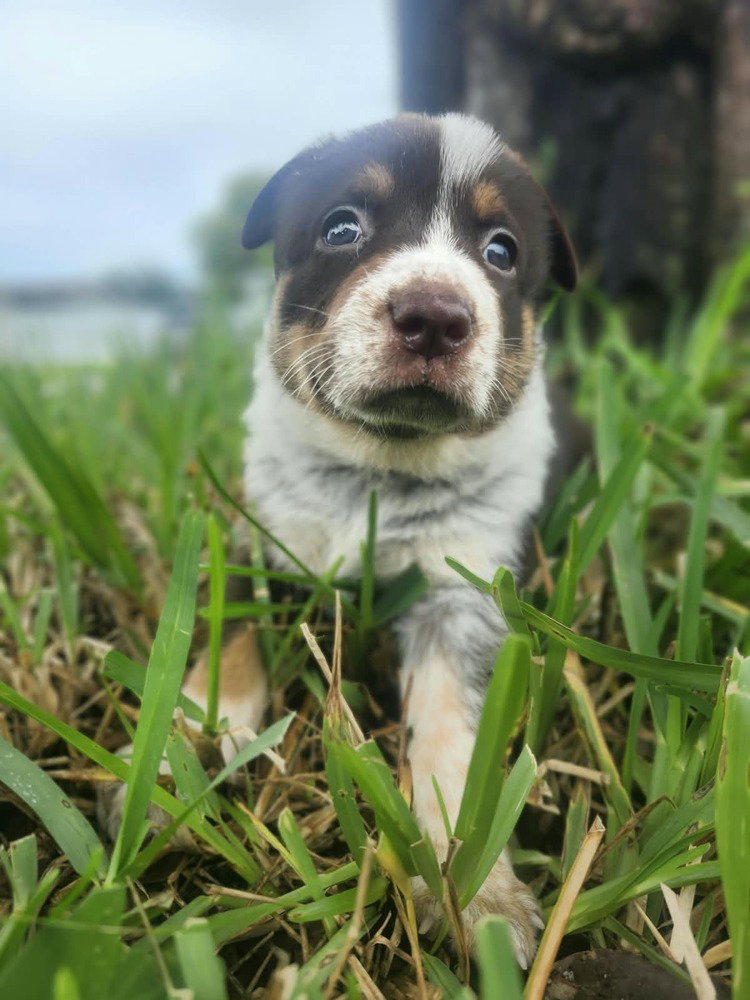 Koala, Australian Cattle Dog/Blue Heeler