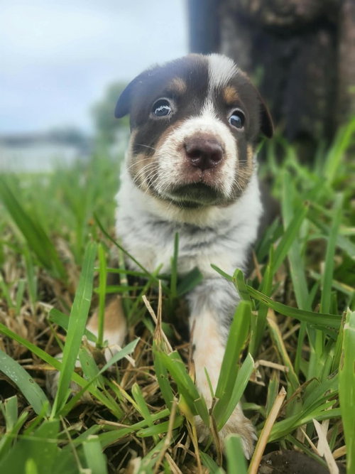 Koala, a dog for adoption from The Milk Drunk Foundation