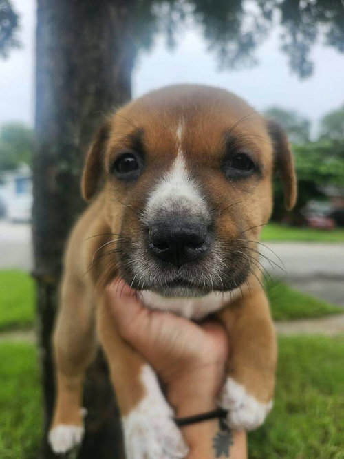Wombat, a dog for adoption from The Milk Drunk Foundation