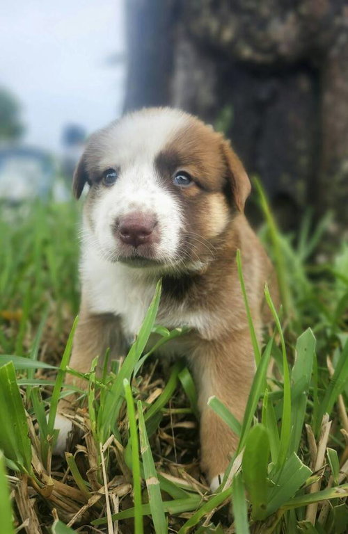 Kangaroo, a dog for adoption from The Milk Drunk Foundation