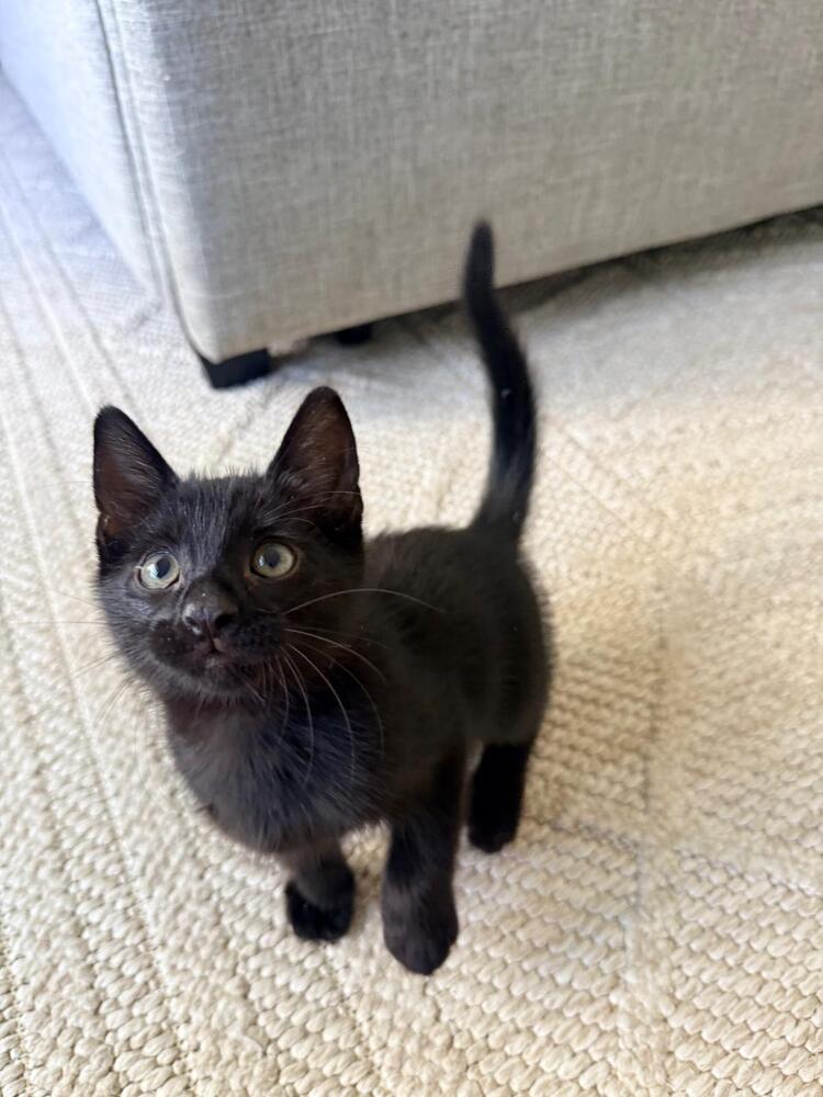Boo, Domestic Long Hair