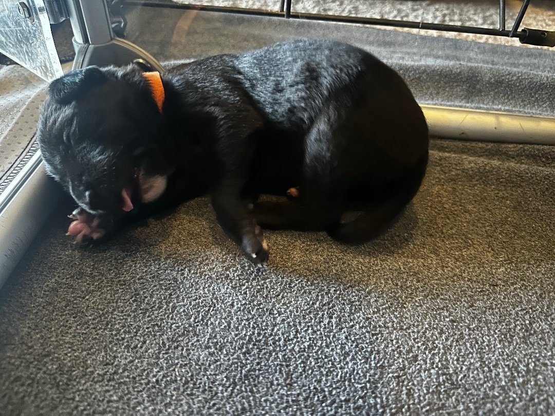 adoptable Dog in Las Vegas, NV named Mira