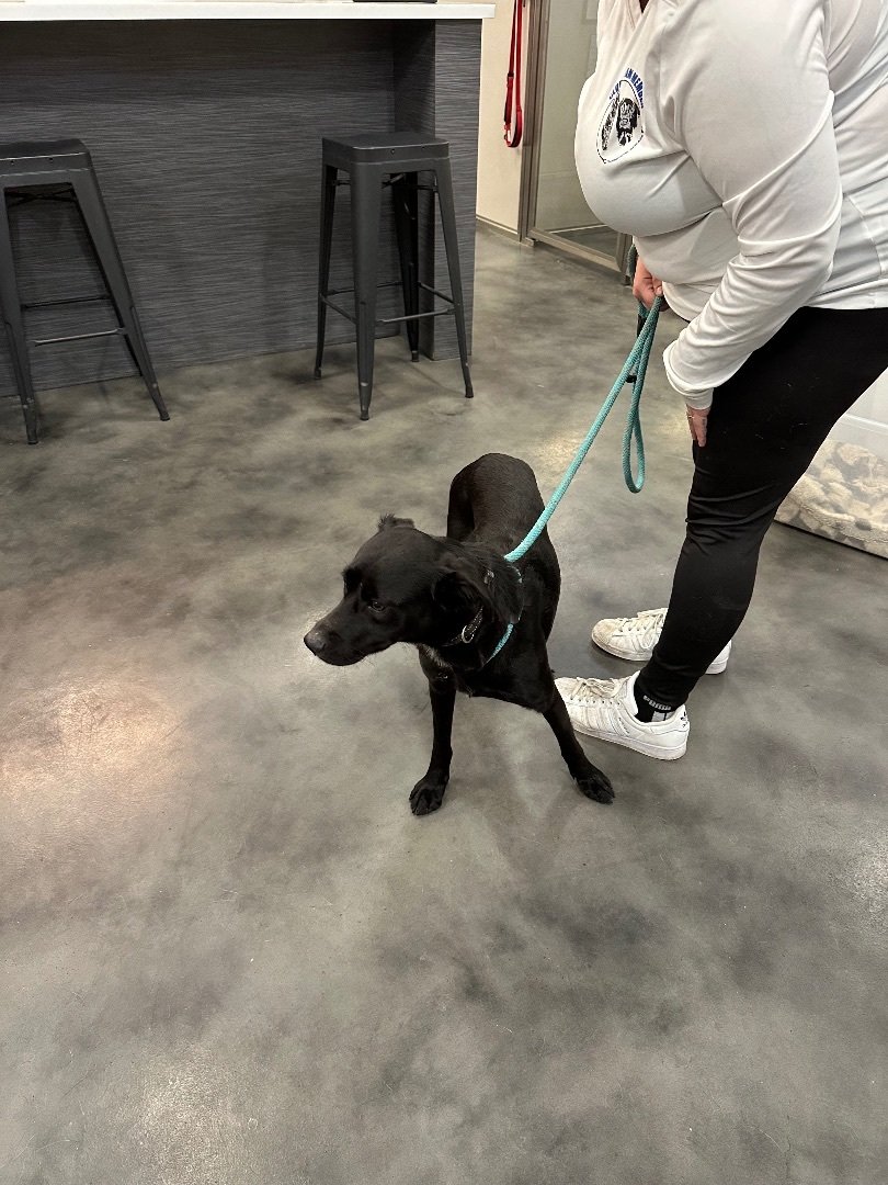 adoptable Dog in Las Vegas, NV named Charlie
