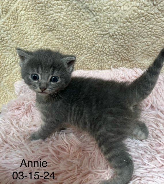 adoptable Cat in Crown Point, IN named Annie