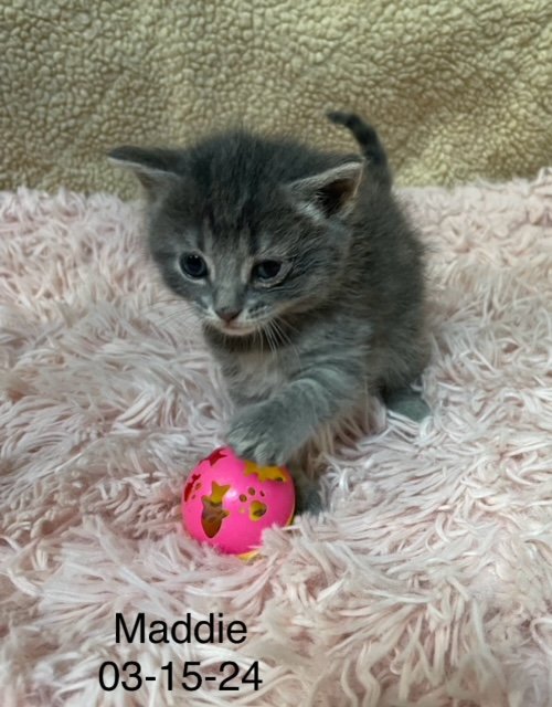 adoptable Cat in Crown Point, IN named Maddie