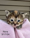 Nora